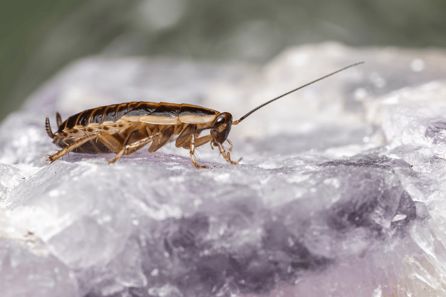 cockroach