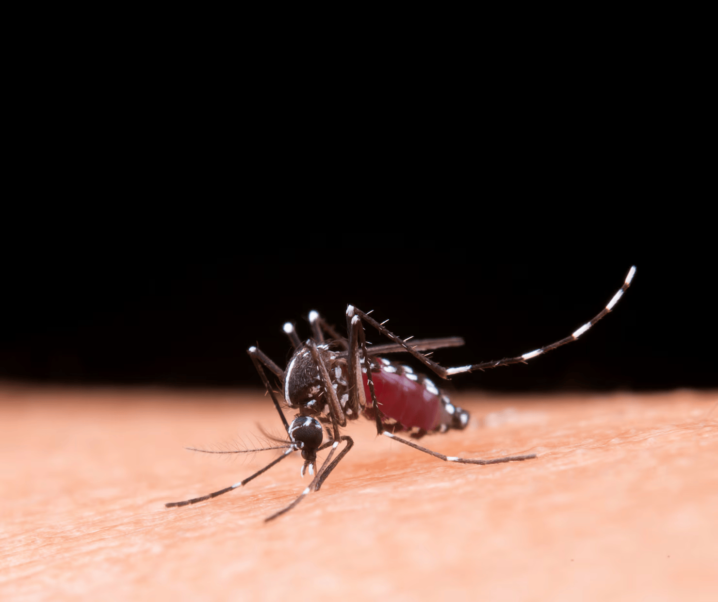 mosquitoes