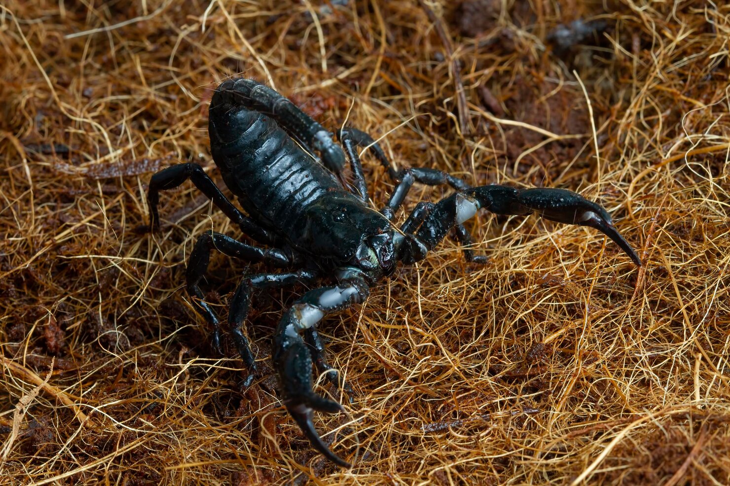 scorpion