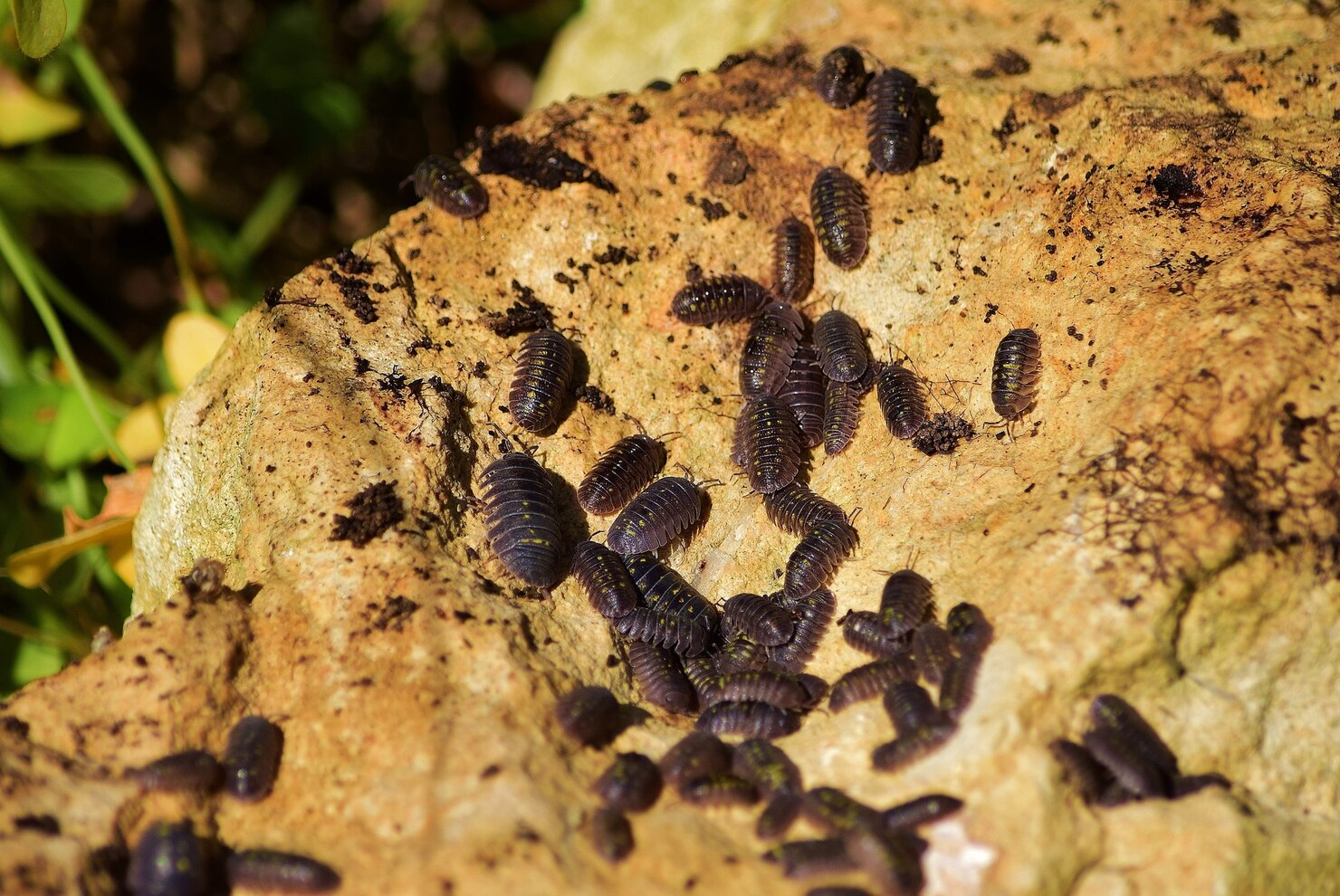 termites